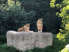 ilizlet_14-6-2020_zoo_maksimir_4